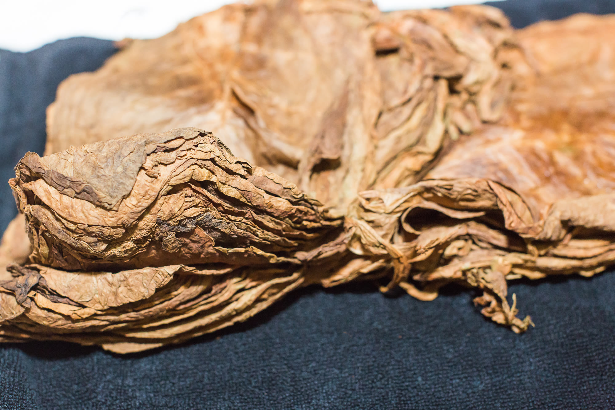 Dark fermented-looking leaf, stacked, the face quiet.