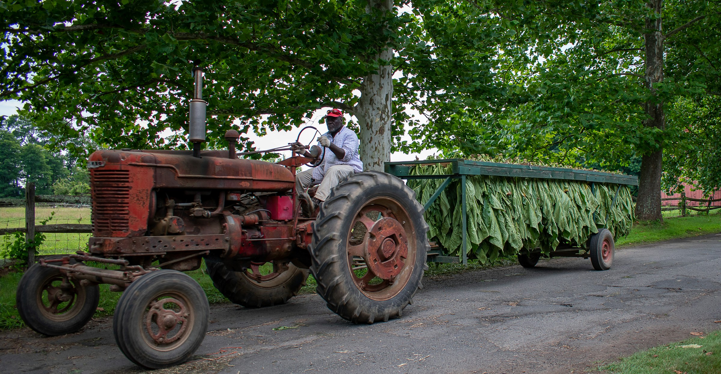 Harvested leaf in a field program—method and place, still not a packet.