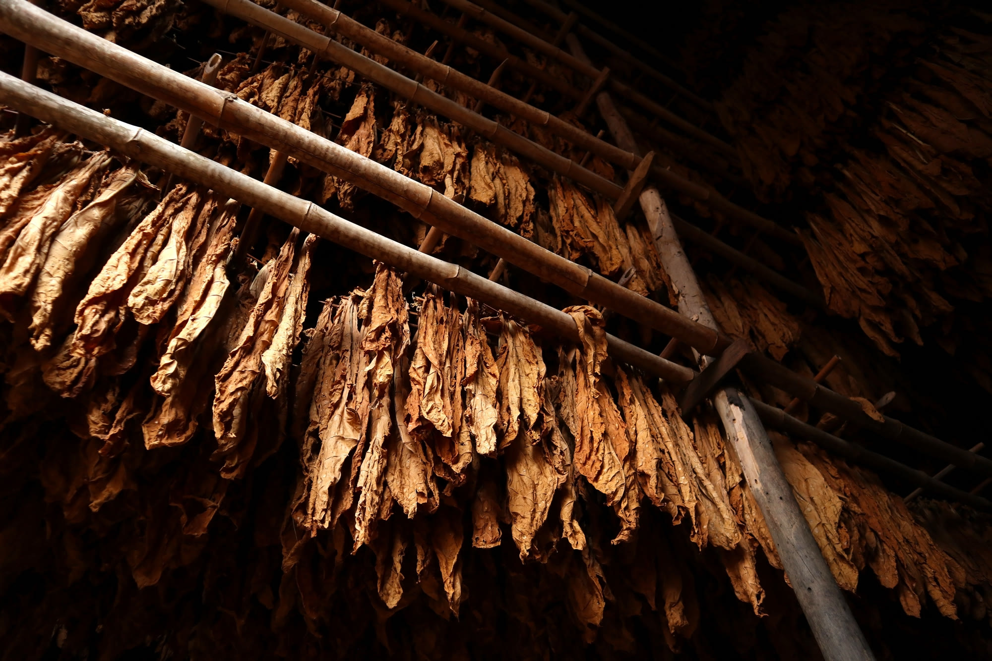 Tobacco leaves hanging in a barn, color turning, space between the hands.