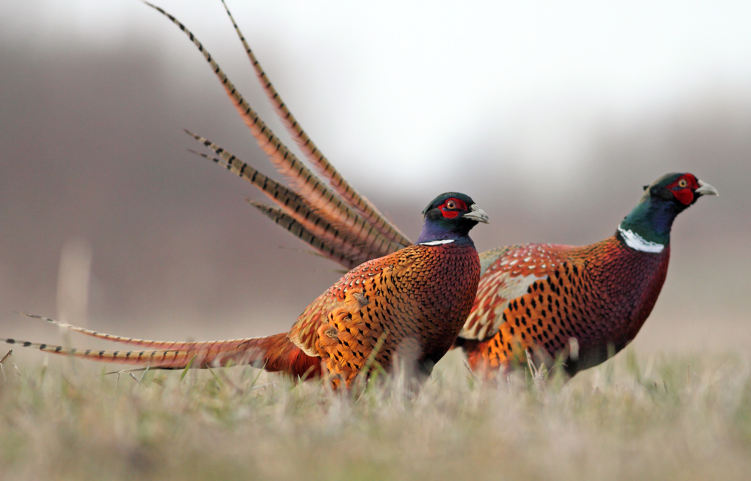 Two cock pheasants standing in dry winter grass.