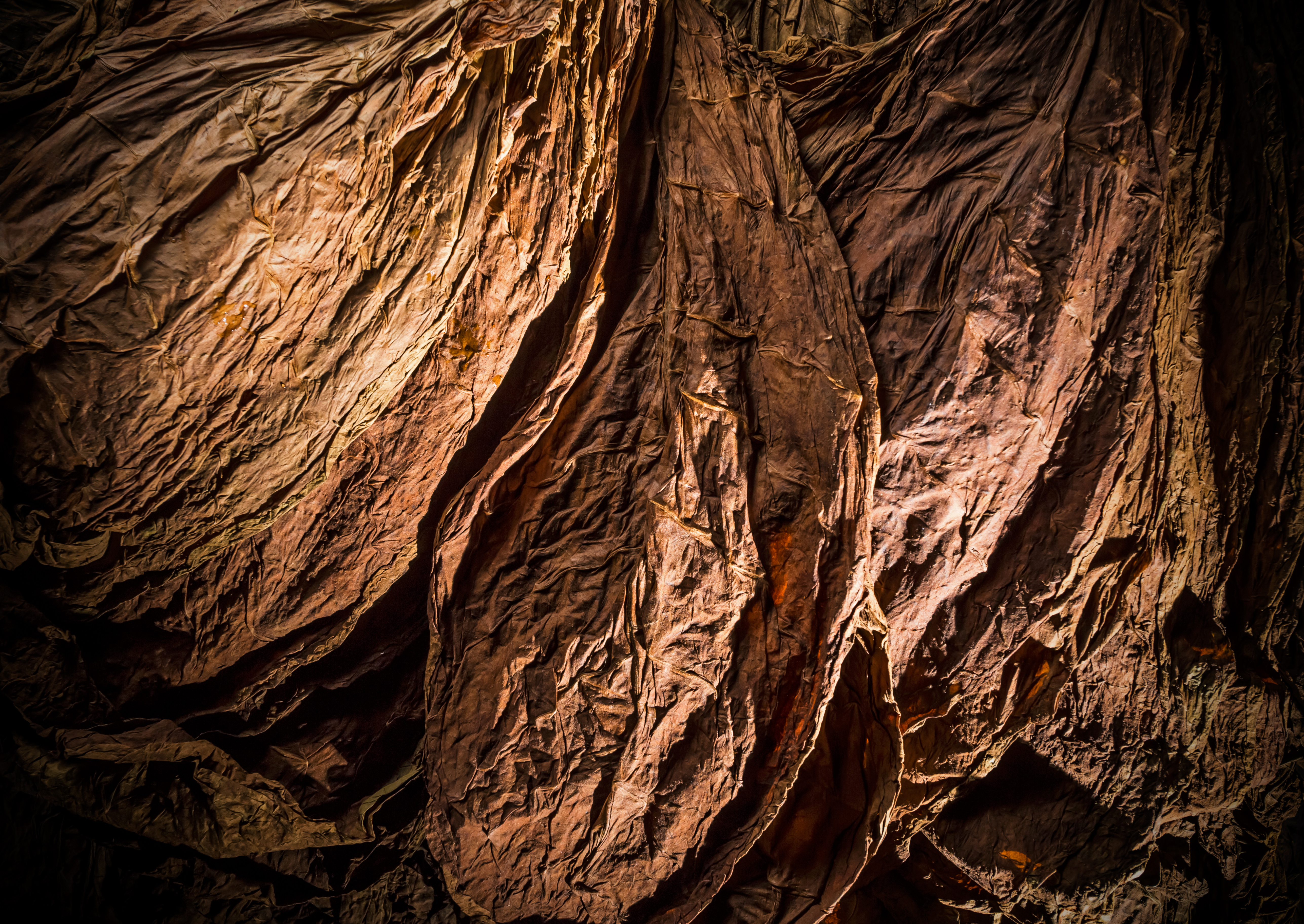 Air-cured tobacco leaves, veins and a settled brown, close enough to read.