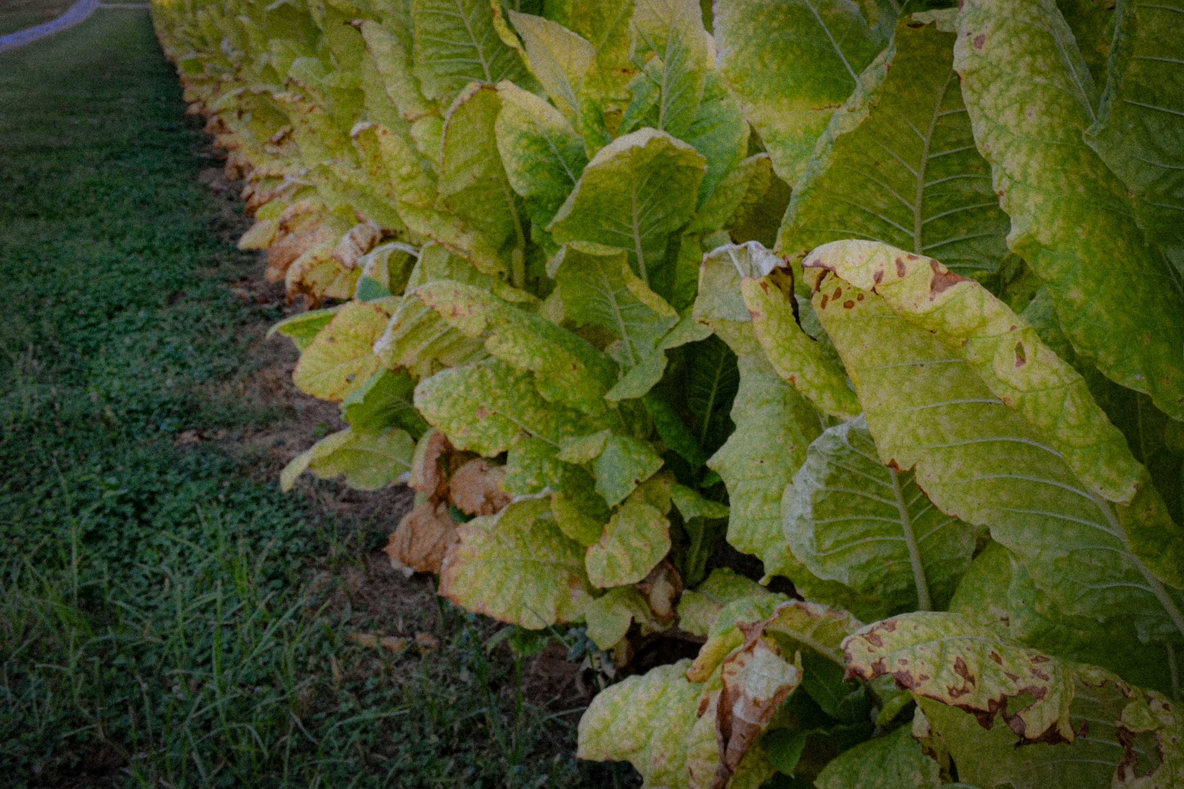 Tobacco in rows—place and season before any packet story.