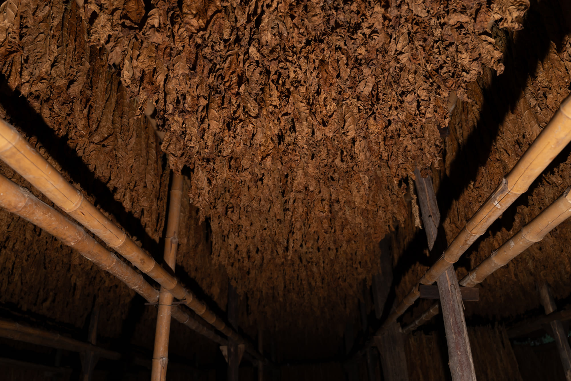 Looking up at tobacco hanging from barn rafters.