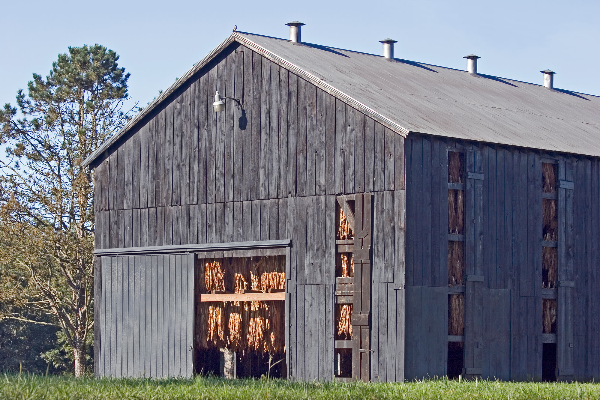 A tobacco barn door—agriculture, not a tasting room.