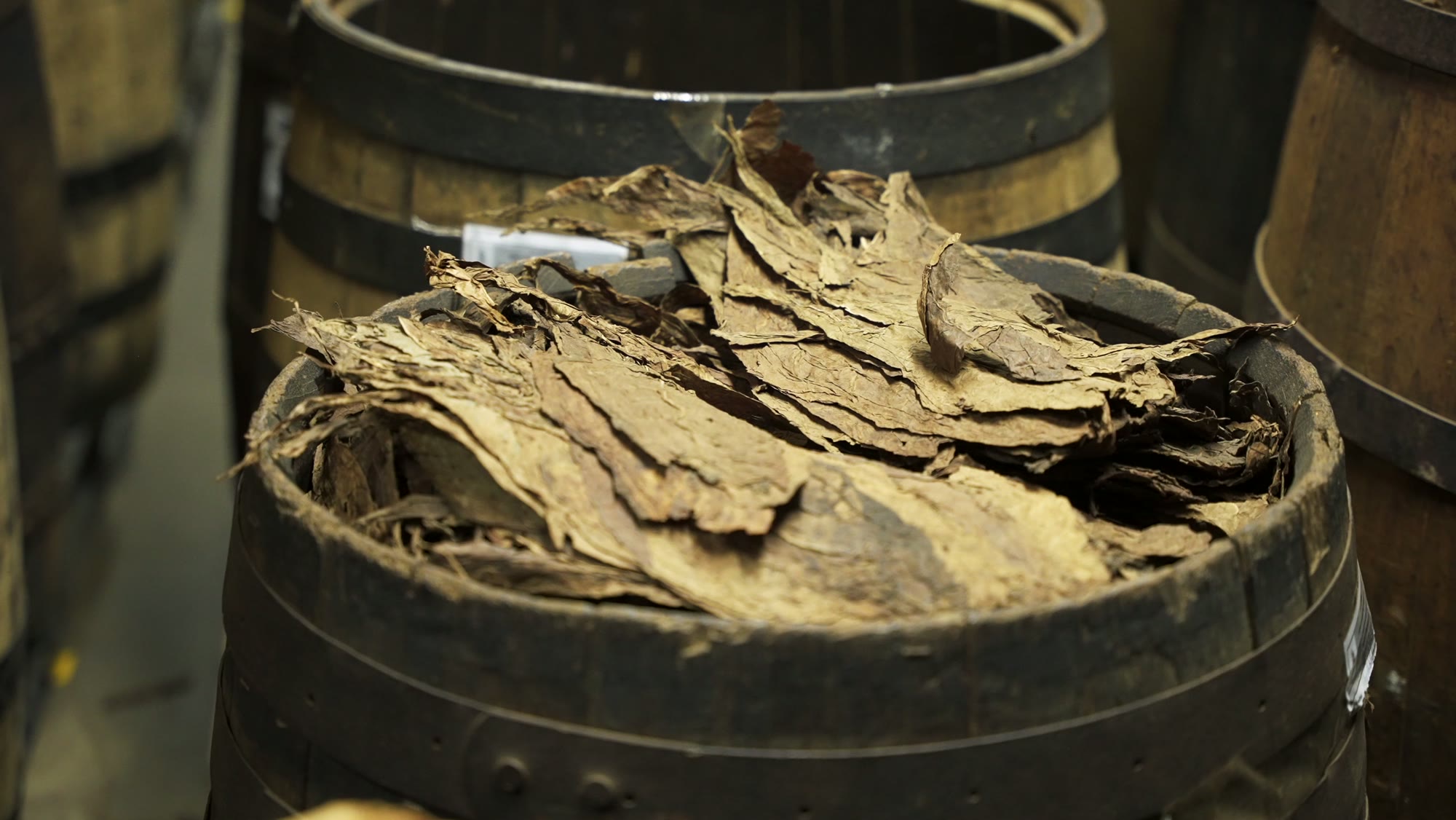 Leaf packed for a long warehouse rest.