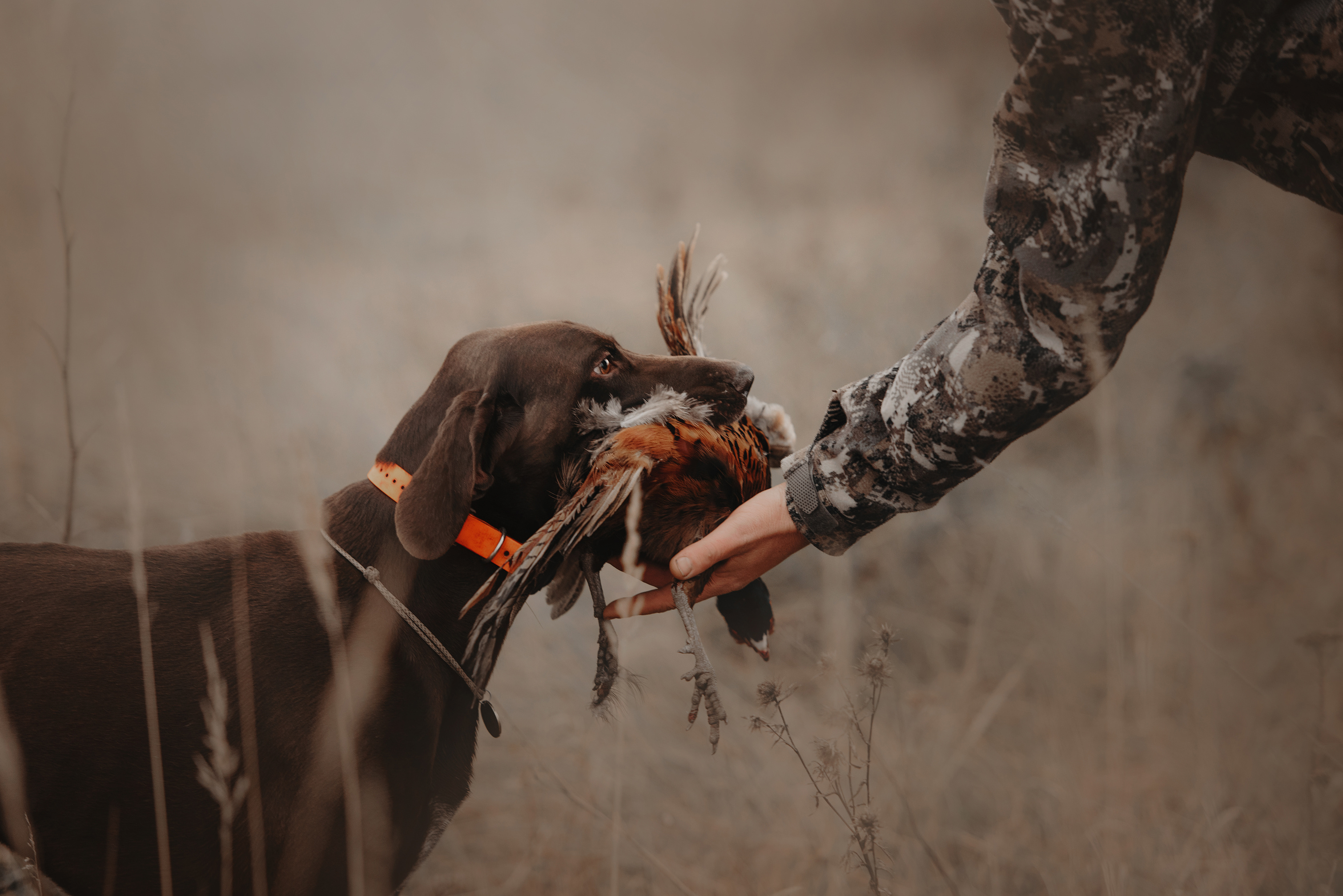 A hunting dog delivering a cock pheasant to a hunter’s hand in dry grass.