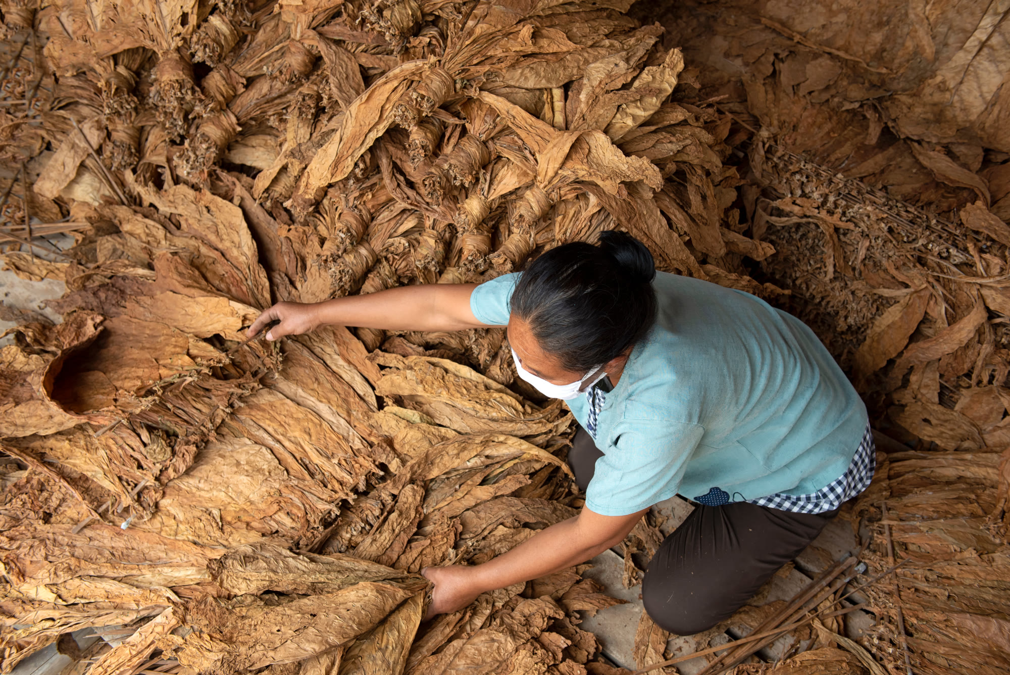 Workers sorting tied tobacco hands on a warehouse floor.