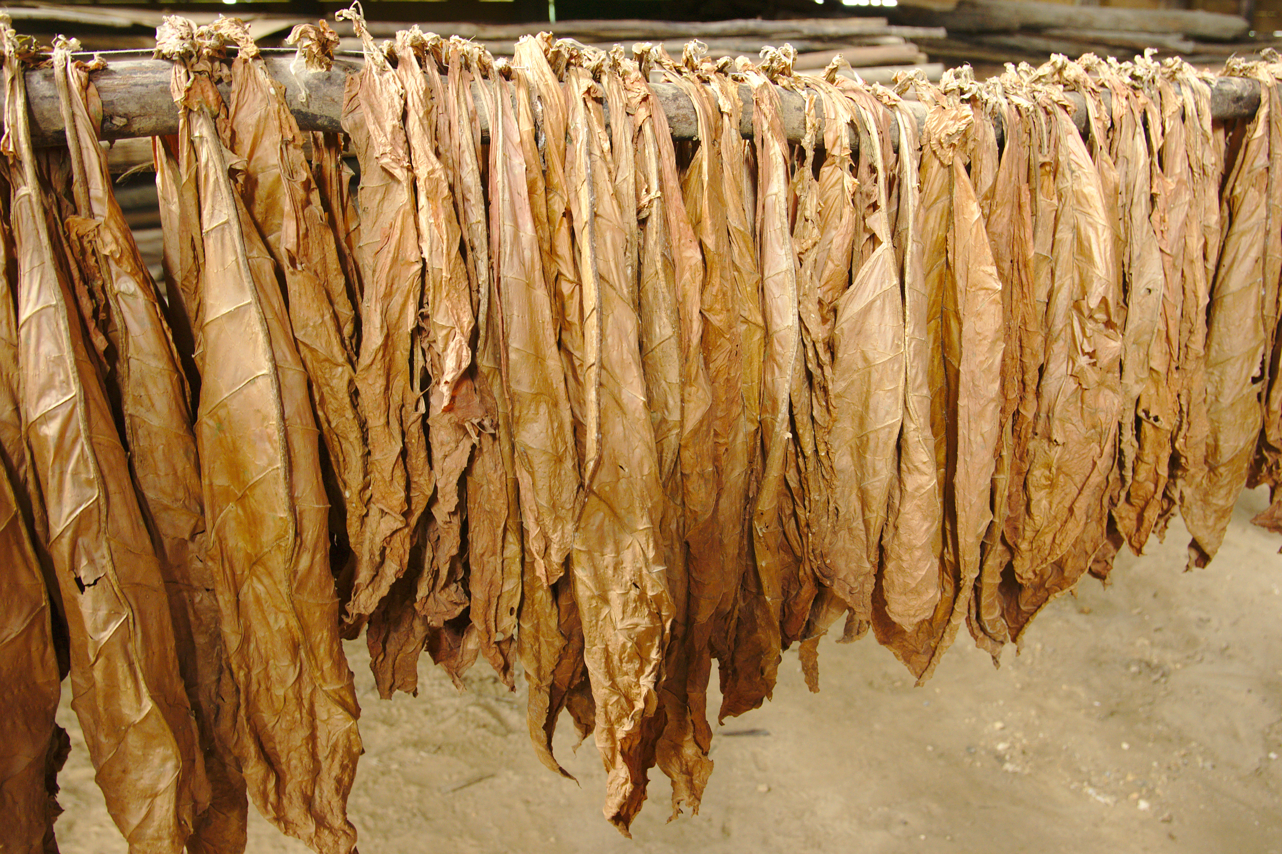 Tobacco leaves hanging in a barn, air moving through the rails.