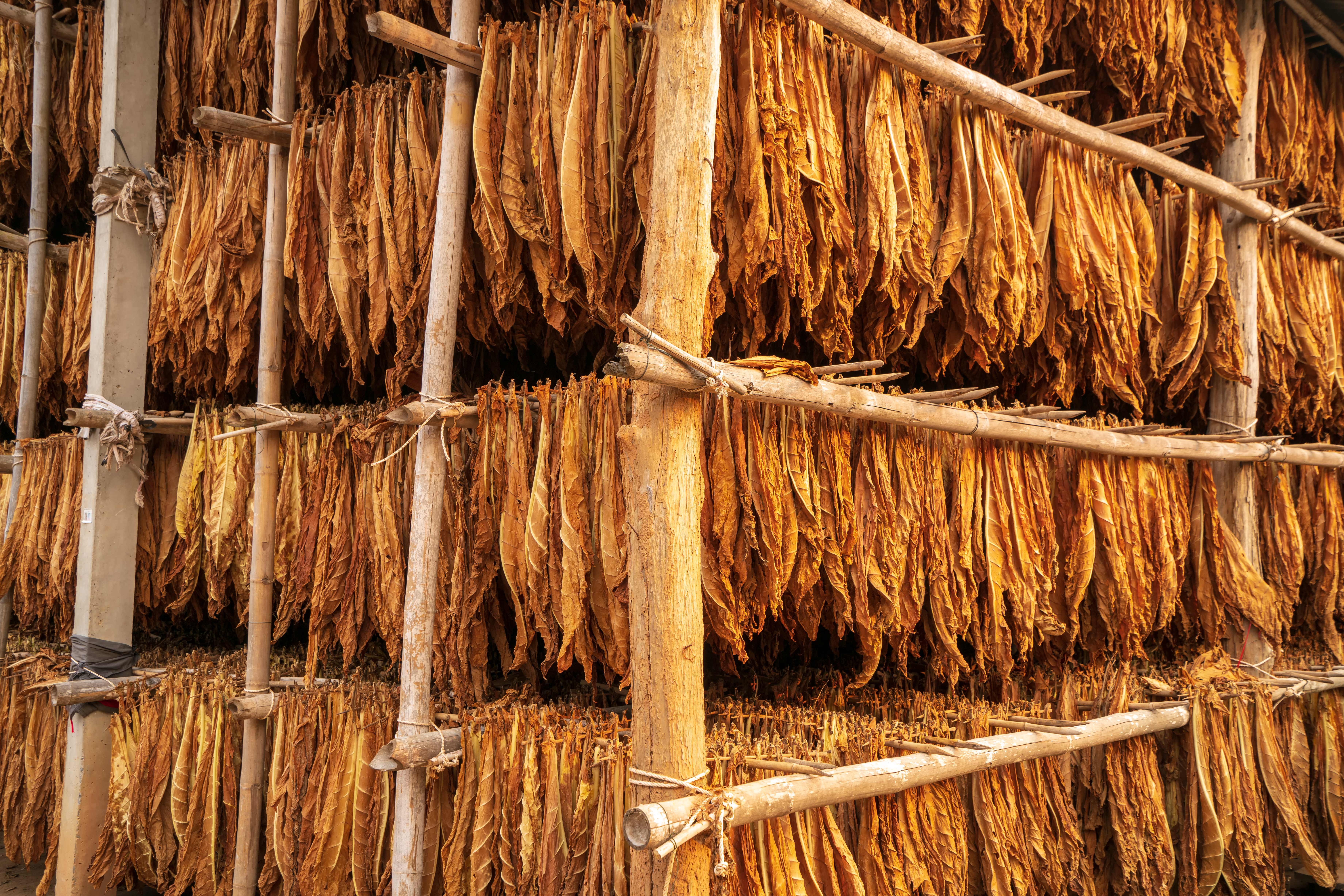 Leaves hanging in wooden racks inside a curing barn.